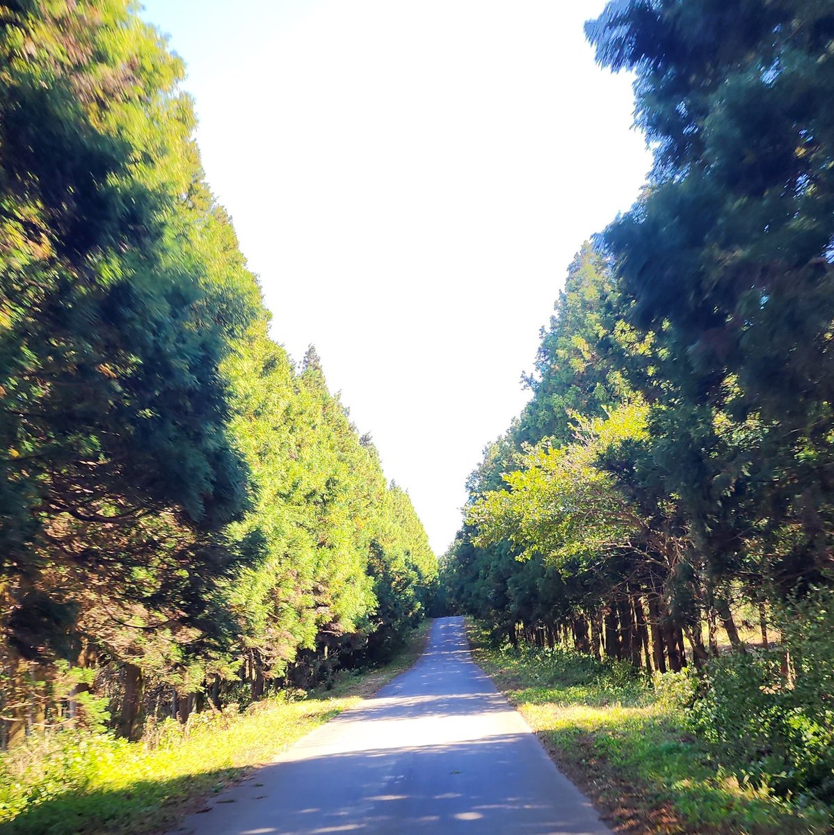 제주도의 어느 한적한 길

#제주 #취미 #사진