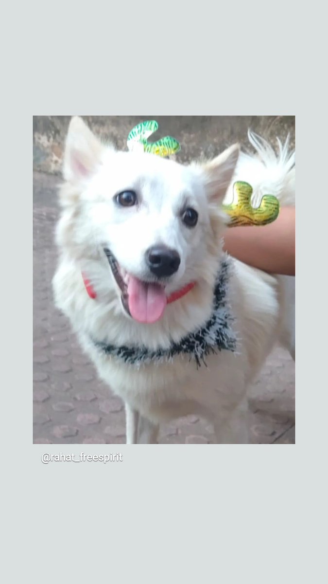 RahatFreeSpirit's tweet photo. Cotton is missing since 17th Jan,11 am from 60 feet Vasai West. If found please contact 7506184589. Please share #vasai #vasaiwest #vasailocal #vasaisuncity #vasaimeenanagar #nalasopara  #nalasoparawest #gassroad #nalasoparaeast #virar https://t.co/BgqKXESsbU