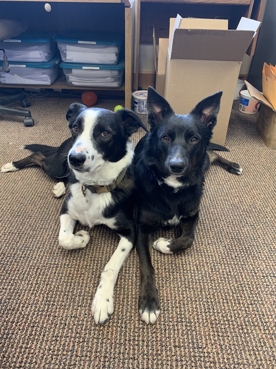 Can you tell they’re related? 🤣 #bordercollies #australianshepherds #norwegianelkhounds #goodmutts