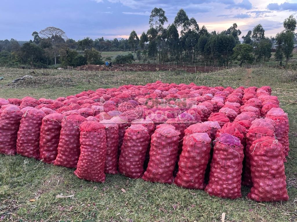 onion doctor on Twitter "RT oniondoctorLTD Rules of Onion Production