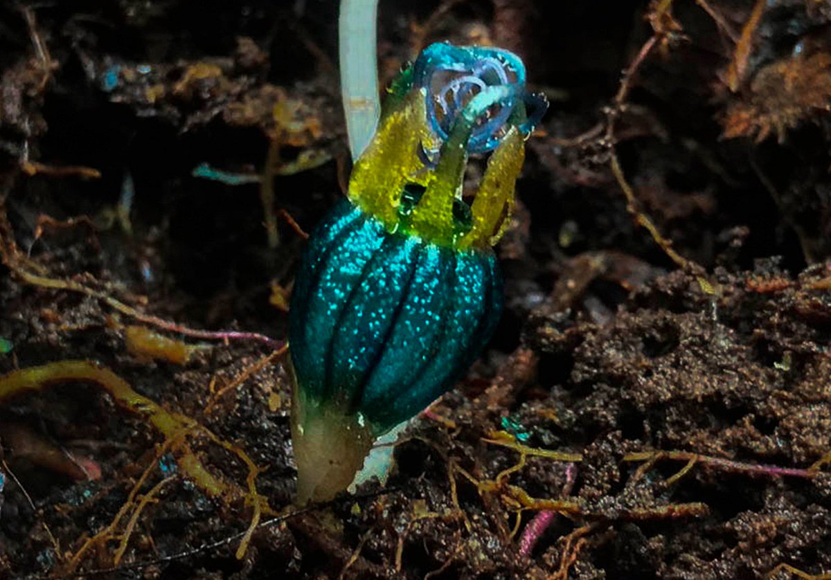 PlantaMexicana's tweet photo. ¡Descubren planta que no hace fotosíntesis en Colombia! 😱👽

#Thismia andicola Aguilar-Cano, S. Guzman-Guzman &amp; Lopera-Toro (Thismiaceae). Se alimenta de las #micorrizas conformadas por hongos y raíces de otras plantas, por eso no hace fotosíntesis.

https://t.co/nWbY9qhkEX https://t.co/lK94xf3kj1