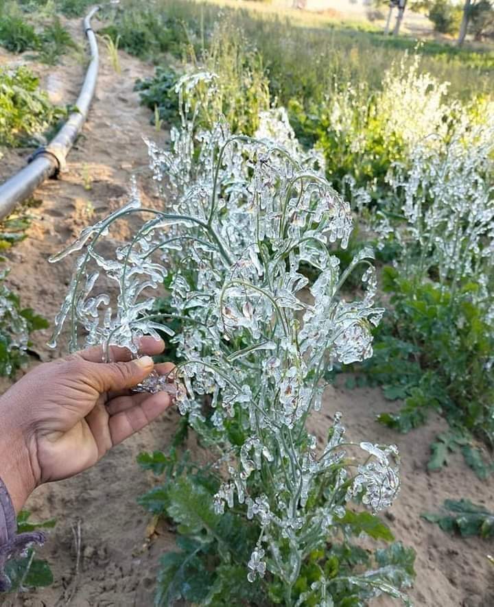 मत मारो मुझे, मैं पहले से एक दुःखी इंसान हुं।।
मेरी मौत की वजह यही है कि मैं पेशे से किसान हूं।।
