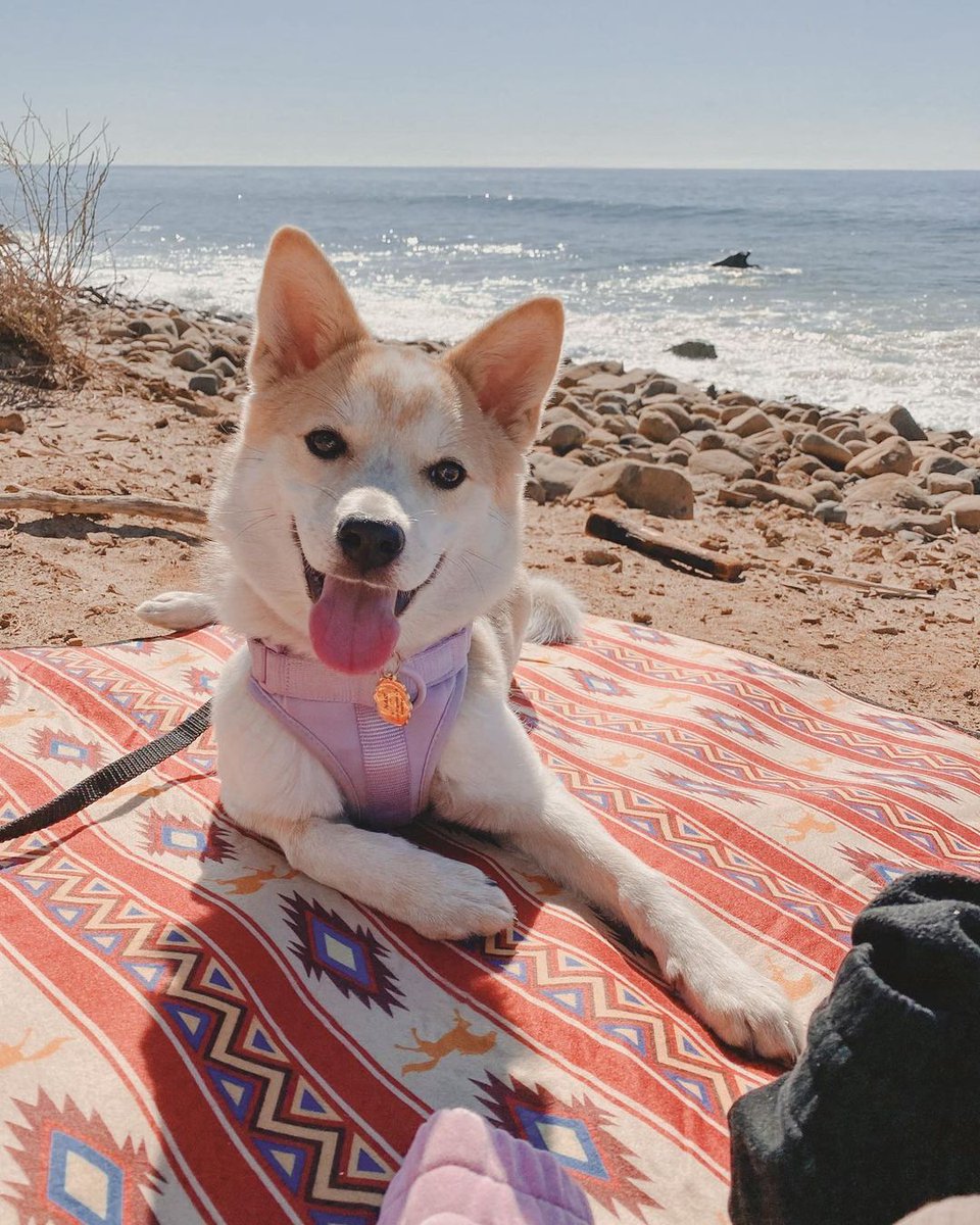 chelseablecha's tweet photo. Hi everyone, our 18mo old puppy, Nari, who we rescued last year was recently diagnosed with Inflammatory Bowel Disease &amp; Esophagitis. All proceeds from my @inprnt &amp; ko-fi will go toward her very expensive vet bills. Anything helps ❤️ Thank you, Please keep her in your thoughts 🙏 https://t.co/eEDcsX4Mye