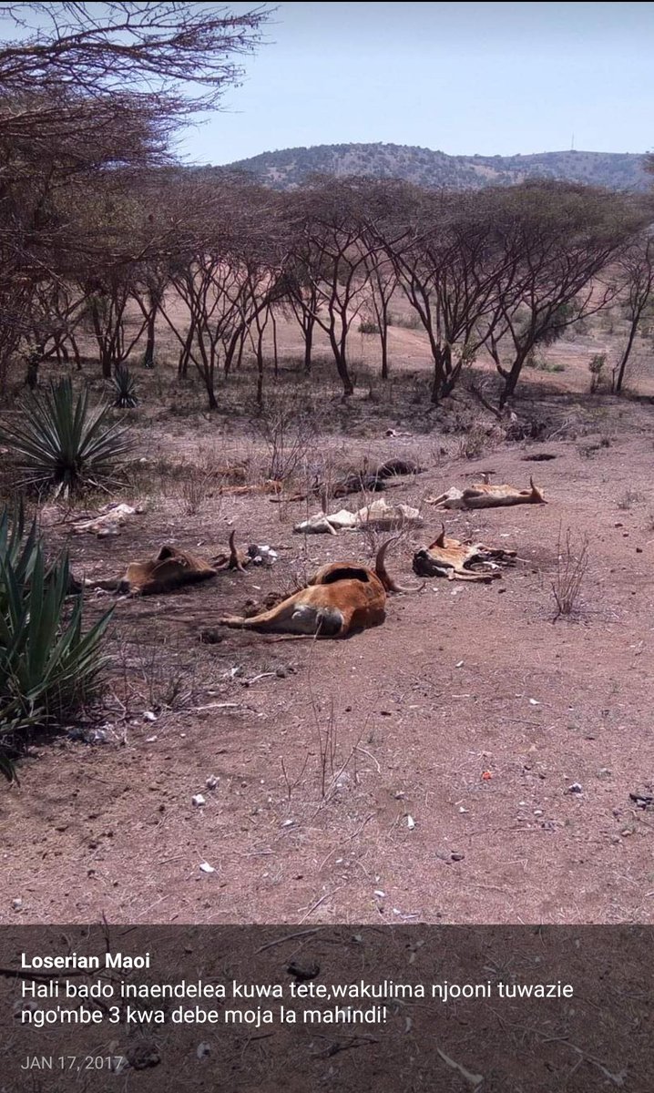 The pastoralists in #Ngorongoro district have lost a big number of their livestock due to the prolonged dry spell. Food prices are skyrocketing in the area.
#urgent
#ClimateEmergency
#ClimateActionNow
@IWGIA @PINGOsForum @OxfamIreland @UNDPClimate @undptz