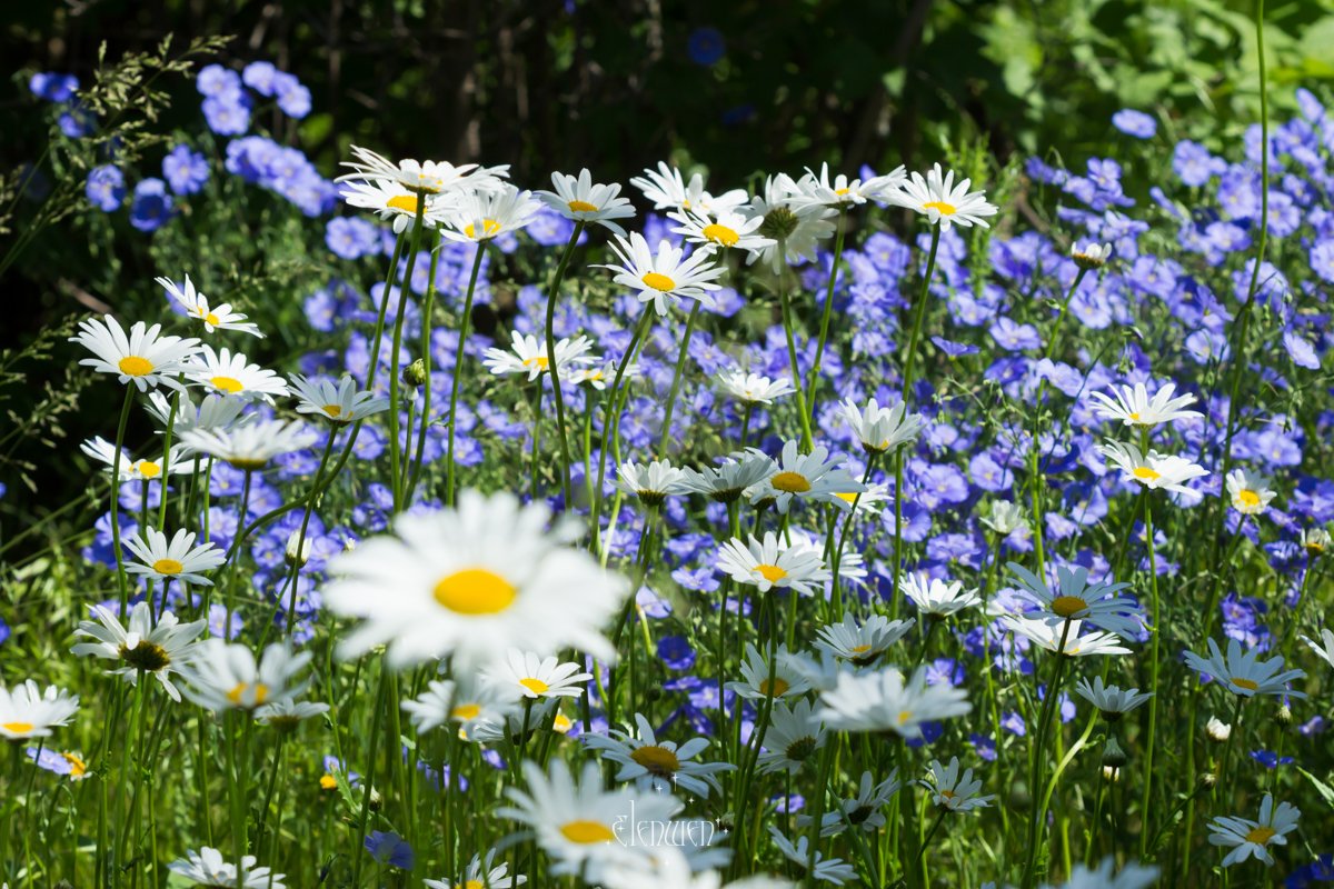 elena__volgina's tweet photo. 🌷 #LinumPerenne #Linum #Linaceae #ЛёнМноголетний #Лён #Льновые
🌼 #LeucanthemumVulgare #Leucanthemum #Asteraceae #НивяникОбыкновенный #Нивяник #Поповник #Сложноцветные https://t.co/7QxrXbsbls
