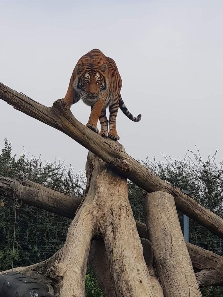 [BREAKING NEWS] Sheba, the tigress that escaped from a private property in Walkerville, shot dead in the early hours of this morning. 

Tune into Newzroom Afrika DStv channel 405 for more. #Newsroom405 #Tiger