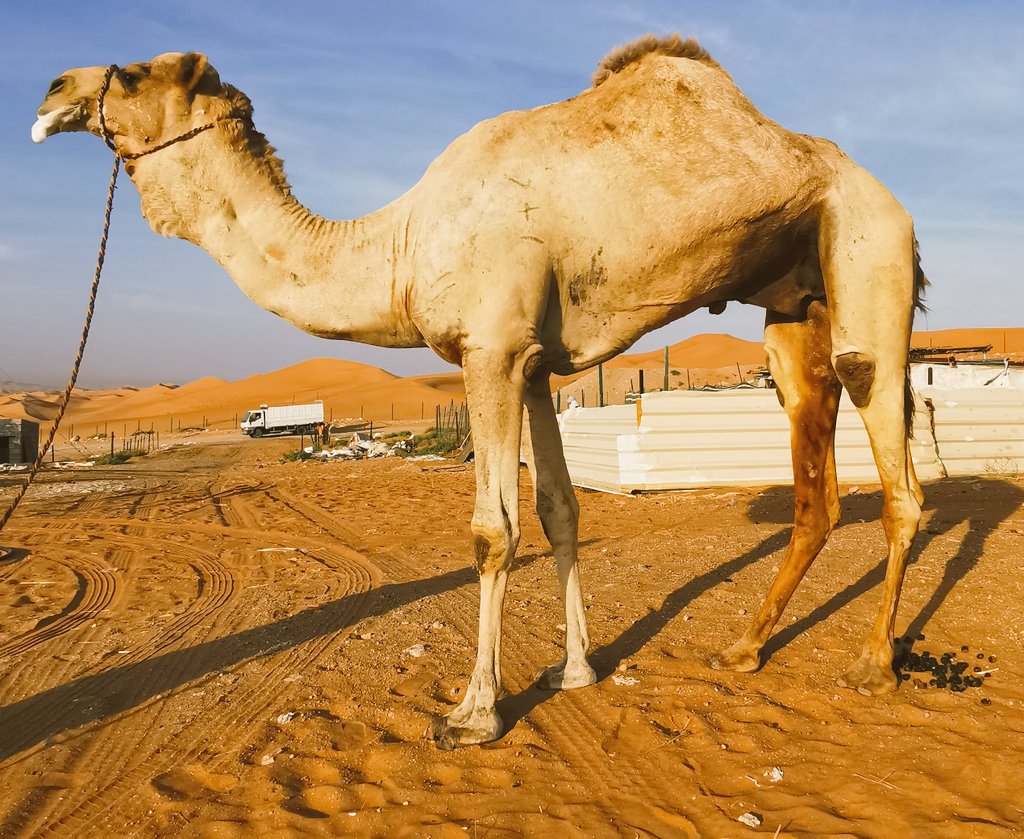 mohamedHAlameri's tweet image. الله يطول عمر الشيخ عبدالله بن سالم بن ركاض على الهديه،،، شاهين ولد شاهين الكليلي الشيبه،، منتج وبنته شف ناقه بن قاسم صاحبت الخنجر الفضي ورصيدها 14 سياره،، مش غريبه عليه راعي سمحه،، الله يفرحه ويطول عمره