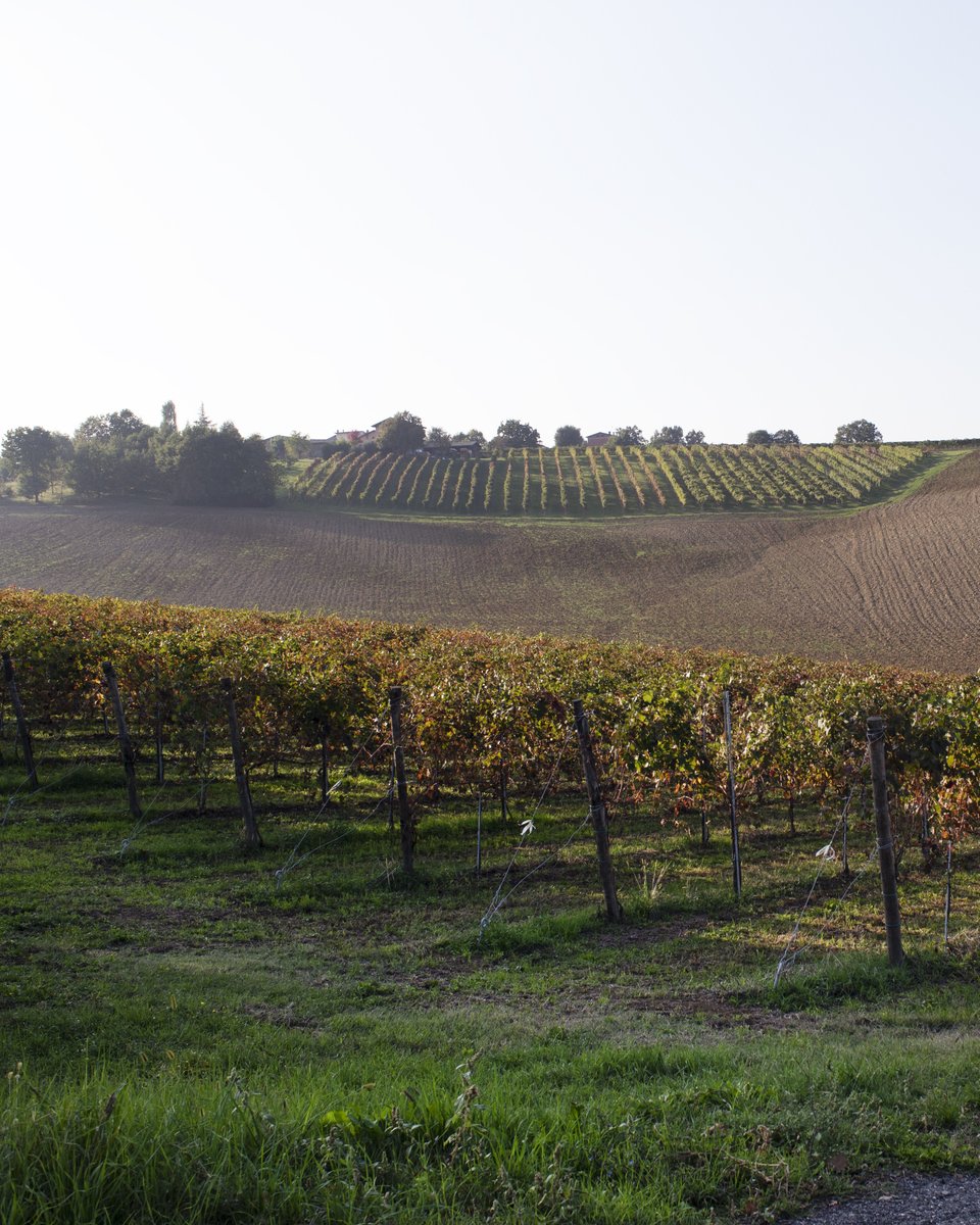 balsamicvinegar tweet media