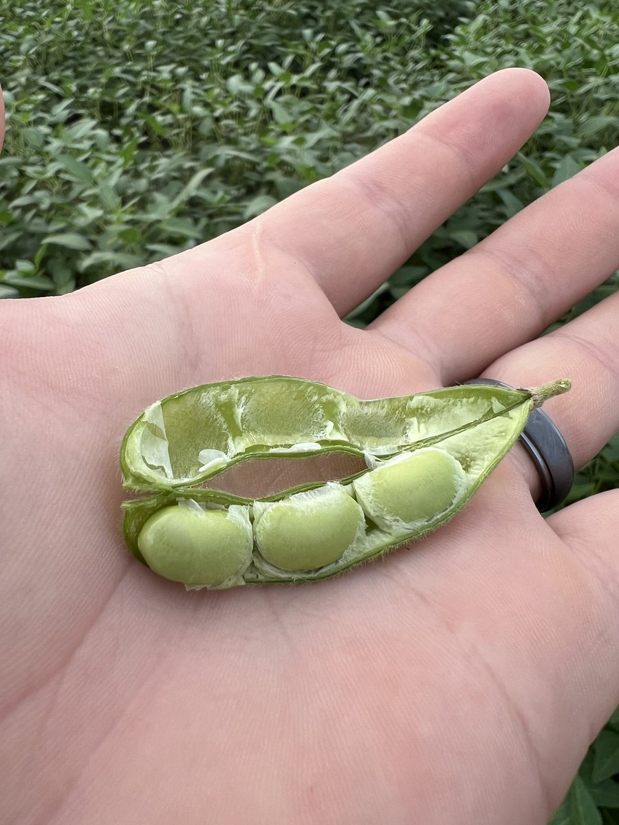 76 days. 👍🏼🌱 #soybeans #Bolivia #agro