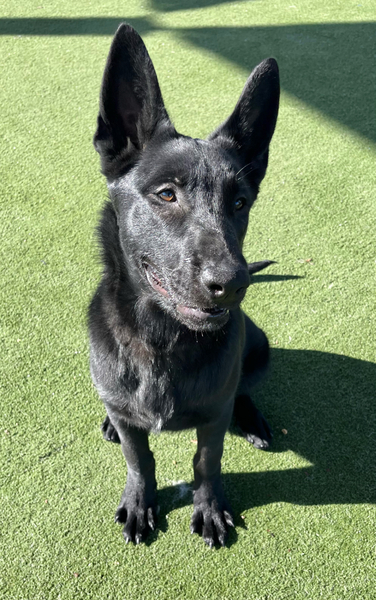 AdoptCCAnimals's tweet photo. #Dog #Nathan_CCSTCA_02 Cute, playful puppy. I love being with people and have learned how to sit 🐾💕 https://t.co/mjdZc3Z0Or https://t.co/AgI0GKMrc1