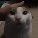 MDC_DEV's tweet photo. Te quiero mucho @AnyBot_Discord https://t.co/xGa9u1ZSXH