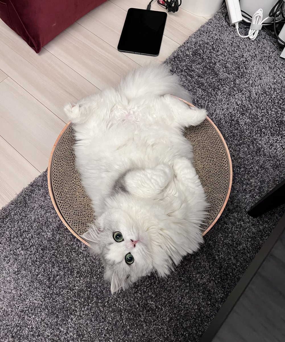 FUKADA_CAT tweet picture