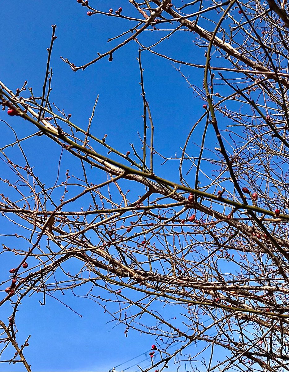 しばらくご無沙汰している間に
梅の蕾が膨らんできました♪

まだ寒い日が続きますが、春はそこまで来ています☺️

2023年1月18日 水曜日