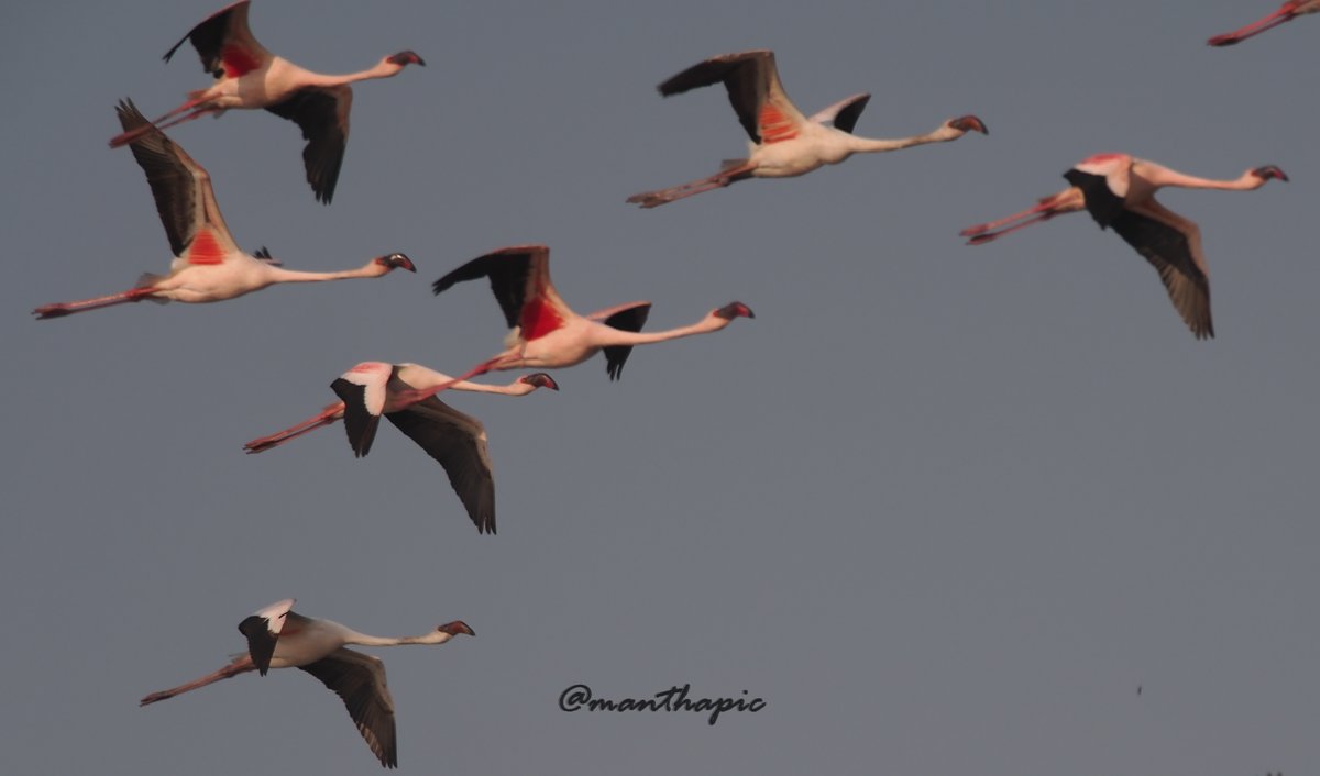 The Annual Pink Pilgrimage of #Mumbai has started on a good note...lesser's arriving in the usual spots... #IndiAves #birdsaroundme #waytowild #birds #birdslover #birdsofindia #BirdTwitter #birdlovers #natgeoindia #natgeowild