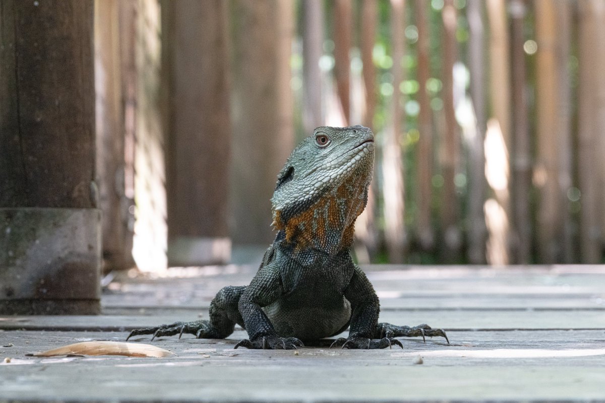 ShoFrex's tweet photo. This little dinosaur was walking on a wooden deck path for people to walk on https://t.co/LhPJPcR5Zp