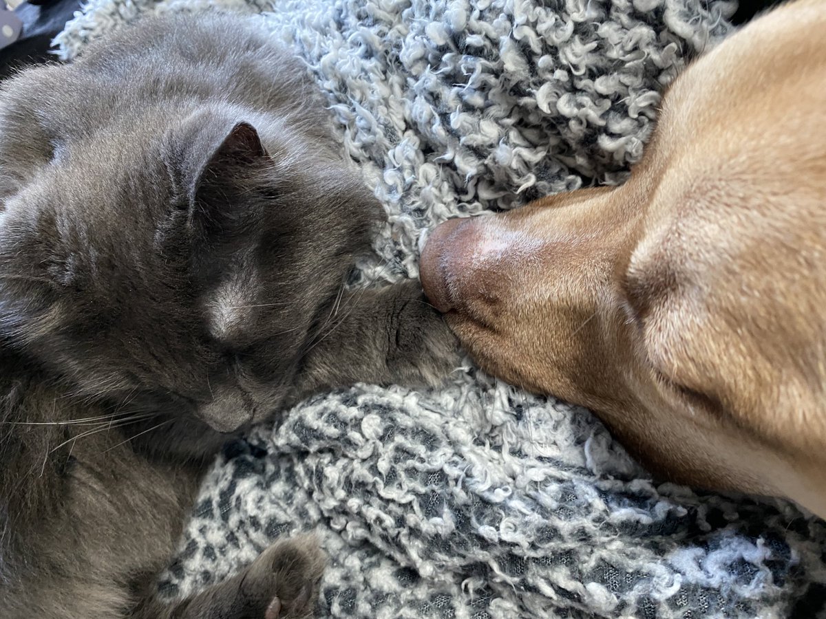 RisasPeace's tweet photo. @ChaosxGoddess So sweet! Pitties loving kitties is my favorite! 🥰 https://t.co/9eKCxnSjm4
