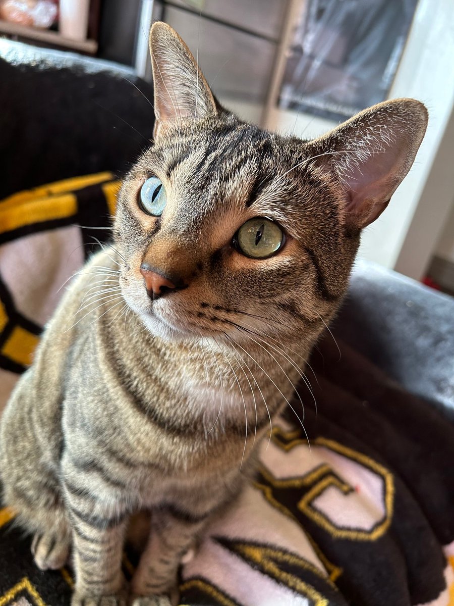 One of Trouble’s humans had to leave their job due to their illness being likely terminal. Our dream is to spread joy with Trouble’s face. We’re curious to see how far his photo will reach 💗