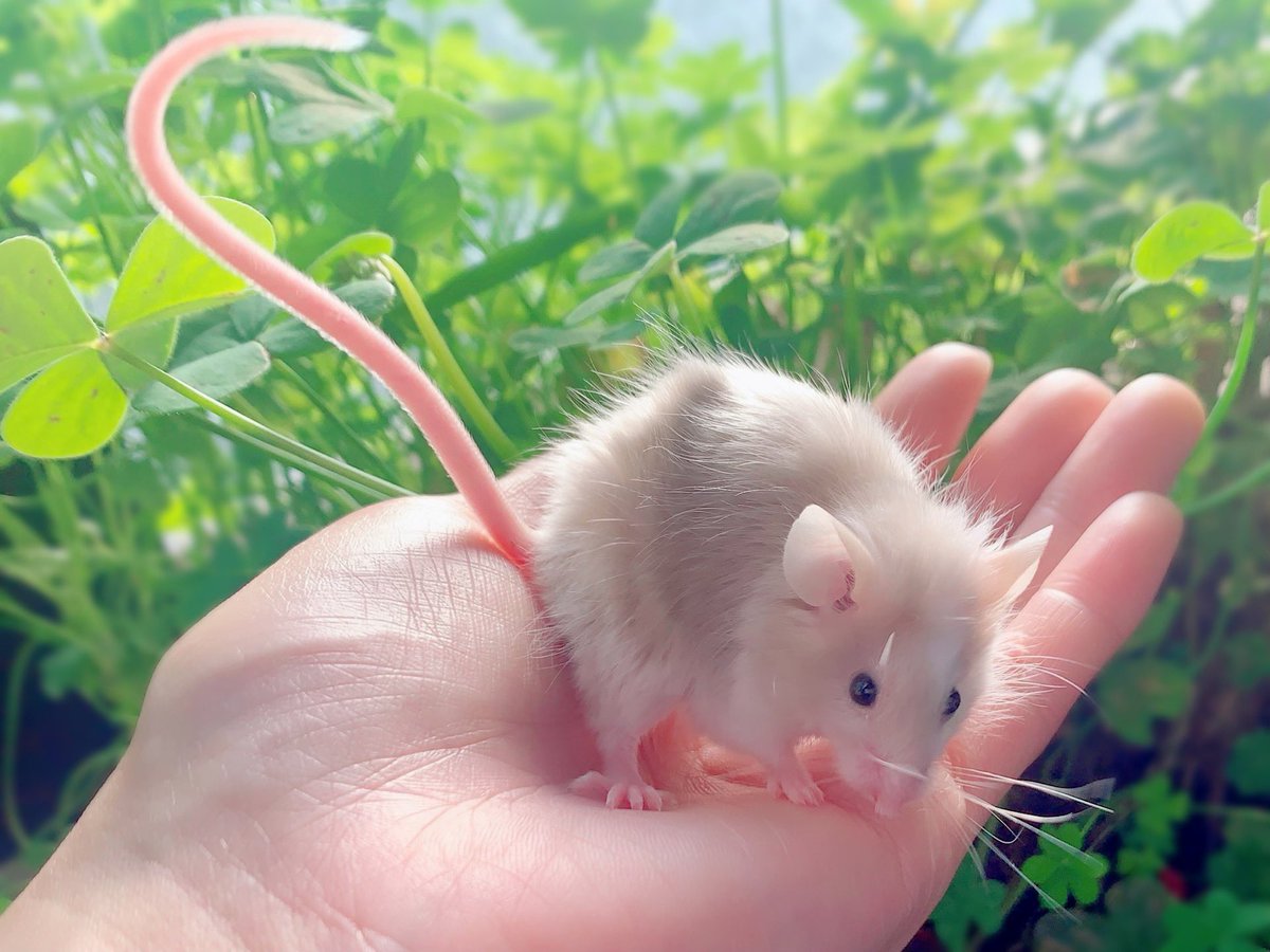 StabbyDraws—🔞—🧡🐀🐿️🦆 on Twitter: 