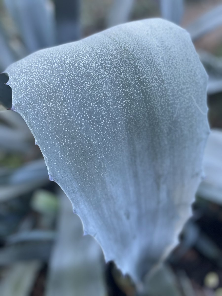 FSampers's tweet image. Taking our morning meeting out into the garden for a frosty morning walk @ChelsPhysicGdn