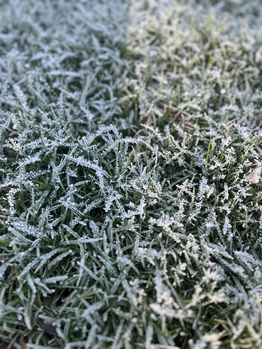 FSampers's tweet image. Taking our morning meeting out into the garden for a frosty morning walk @ChelsPhysicGdn