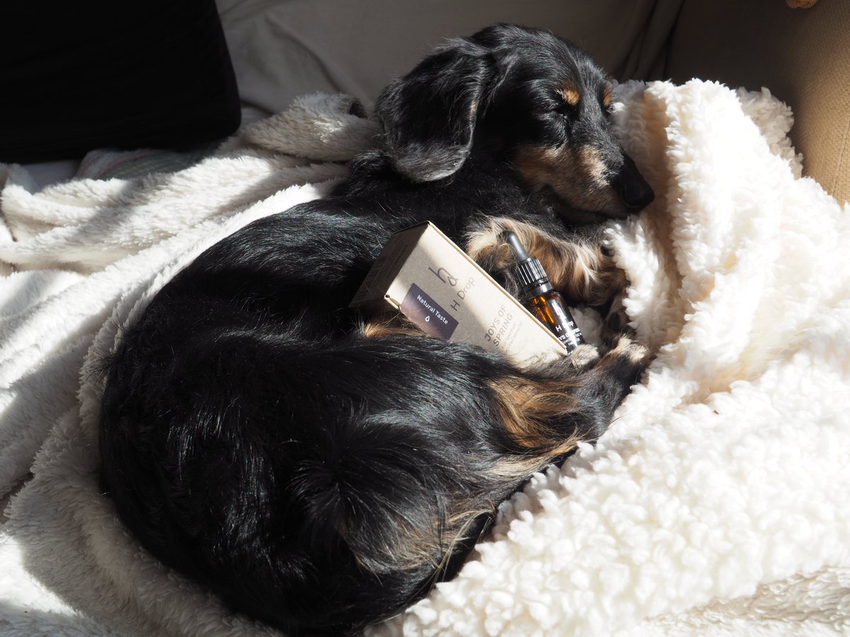 Anyajapan's tweet photo. ミニチュアダックスフンドは足が短いのが可愛らしですよね^^
ですが、腰が弱い犬種でヘルニアになりやすく、
ストレスにとても敏感です。CBDはワンちゃんにも人間と同様にストレスフリー・睡眠改善・ケガ予防など健康のサポートを行えます。
CBDで人も犬も毎日を健康に!!
#愛犬 #HDrop #cbdオイル https://t.co/Oyc1wGtzuD