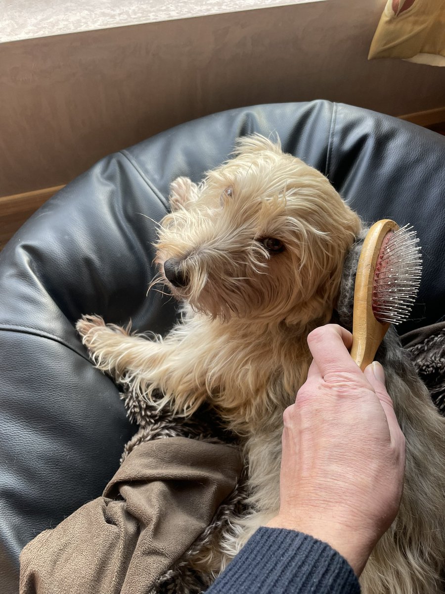 Daymo18's tweet photo. #ThisMorning brushing my dog Barney at the most productive time of the day! https://t.co/aR1g7MskiA