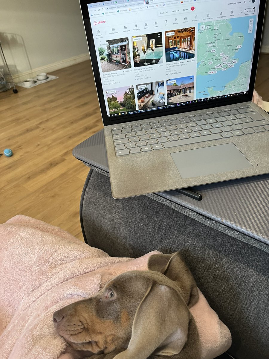 NaomiCh93's tweet photo. @thismorning My most productive moment…looking for dog friendly accommodations for my 30th birthday 😂 woopsie! https://t.co/bf552g8Xdw