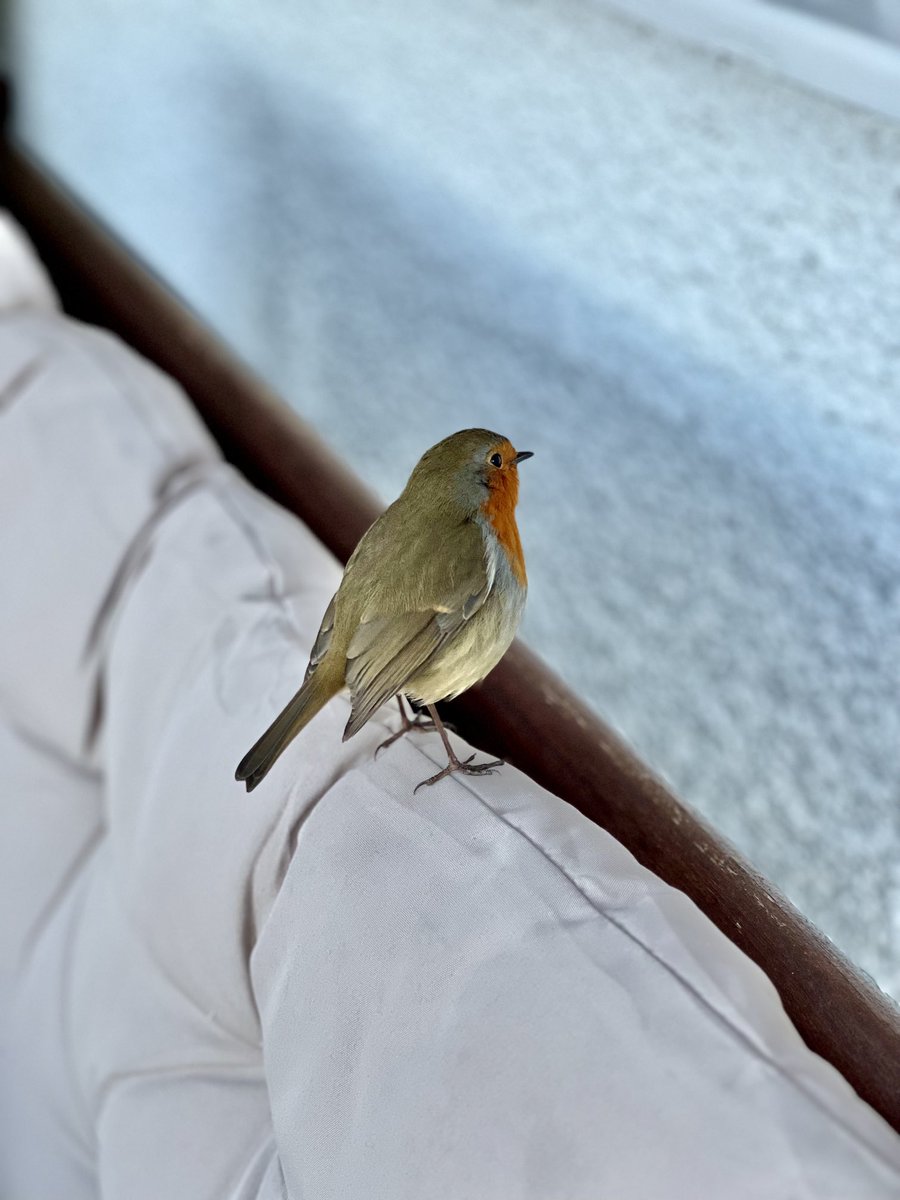 aroundthehouses's tweet image. Profile picture #robin #sideon