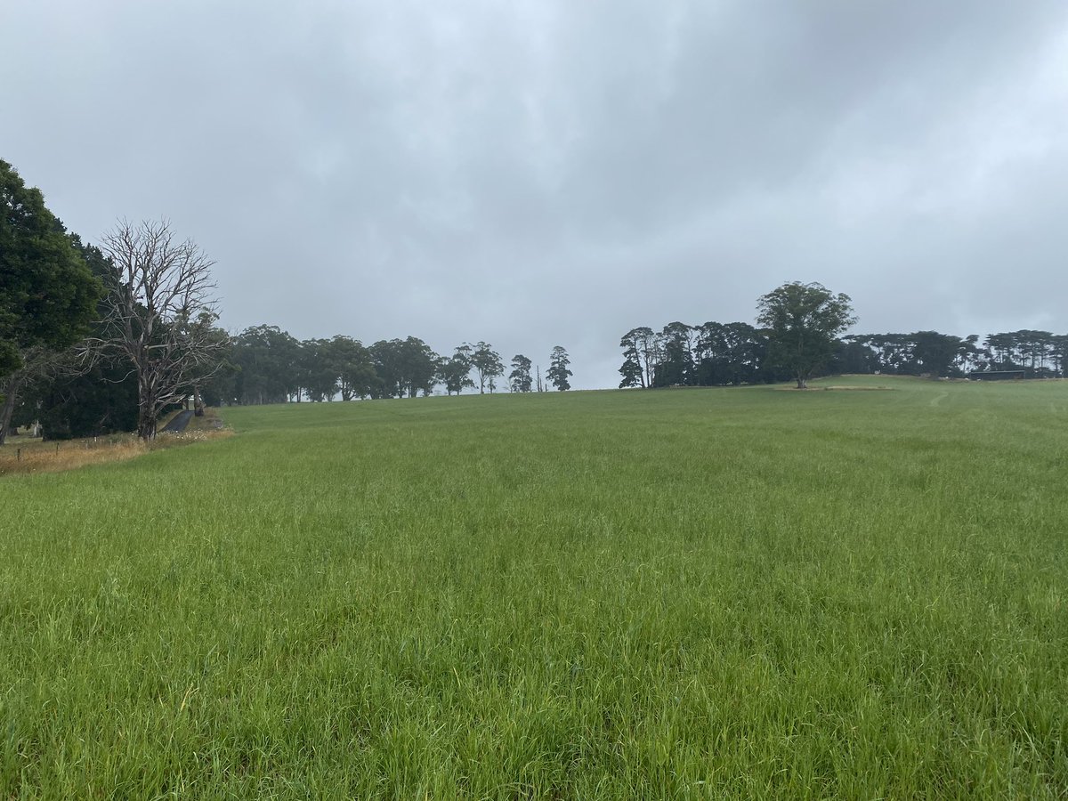 angus_olding's tweet photo. Not bad for mid summer! An Express oats and Hogan ryegrass mix cut for silage about one month ago and the Hogan is still kicking. https://t.co/SdBiJIgaZZ