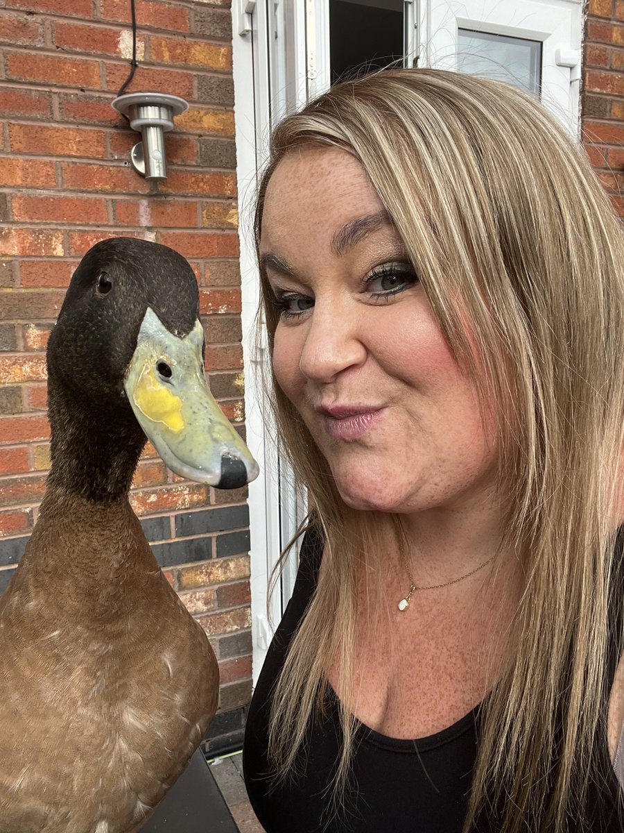 dannib244's tweet photo. @thismorning Britain’s naughtiest duck here he is ! This is jezabelle x despite the fact he does love me…sometimes,he bites me on a daily basis, chases my fiancée Todd constantly, the dogs need security when they go out for a wee, he eats a watermelon a day! X but I adore him 💜 https://t.co/E0wRrKtw8A