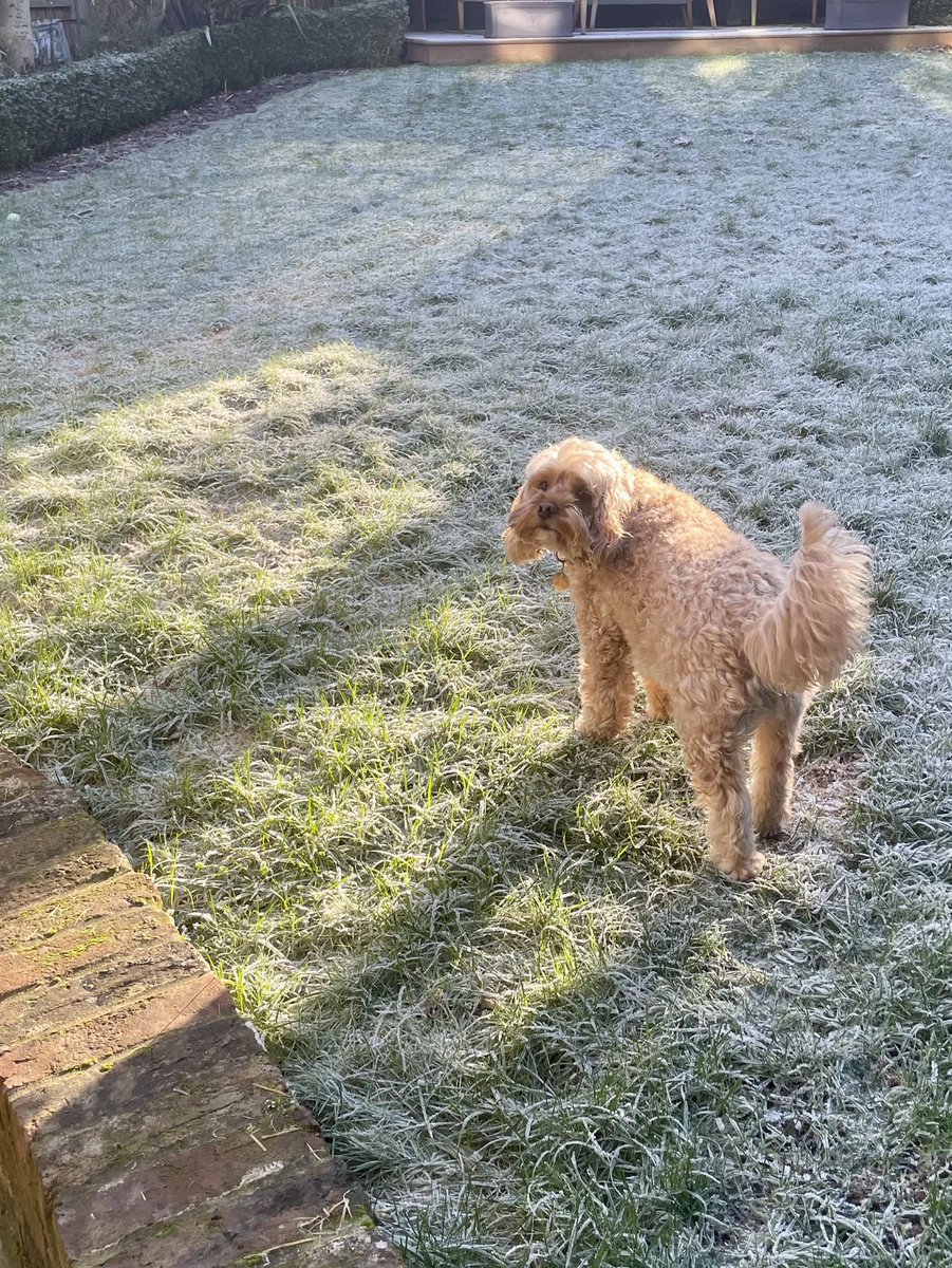 TheHoneyTails's tweet photo. I was just wondering if someone could warm up the grass? It wouldn’t do for these #PerfectPaws to get cold https://t.co/TqKSszubvJ