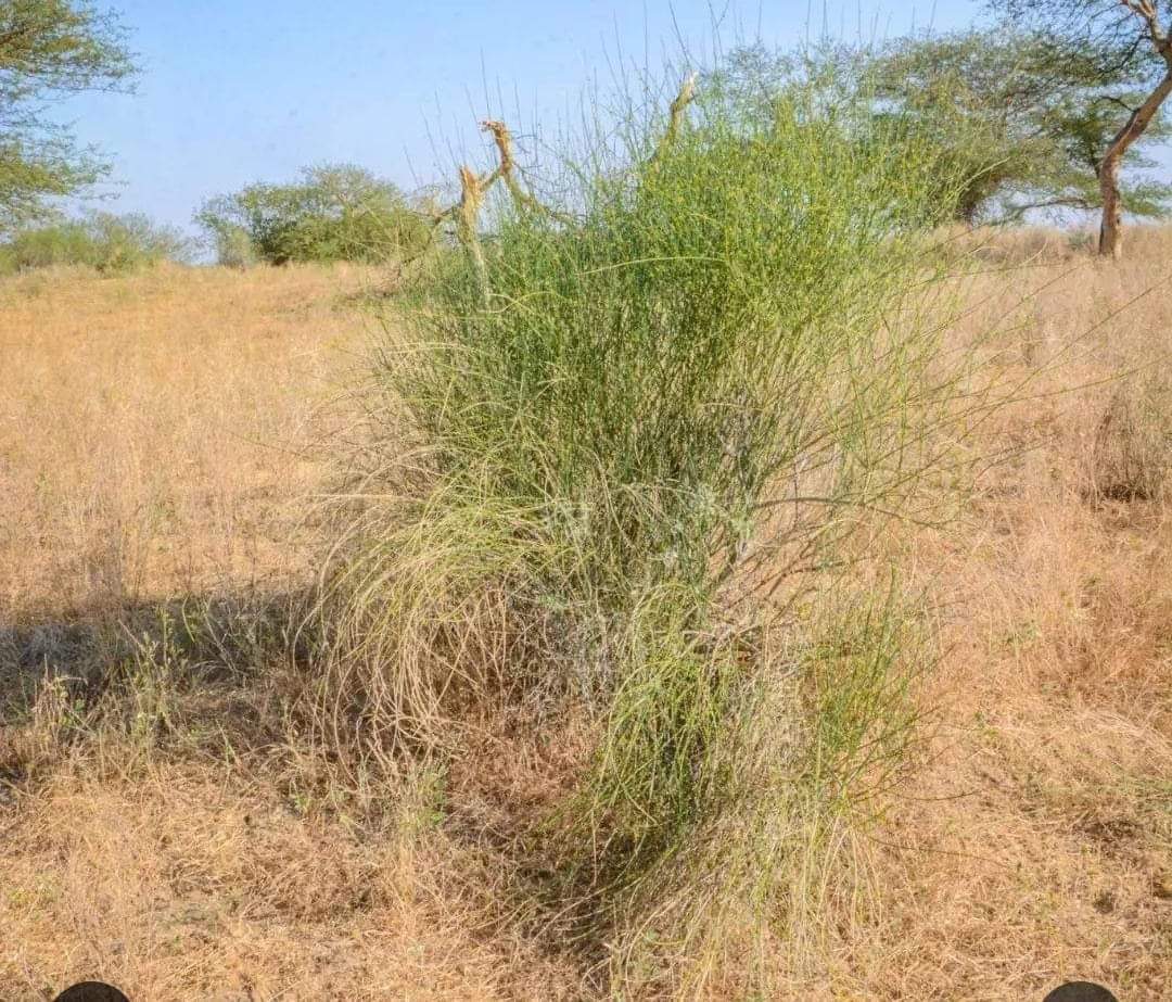 हम गांव वालों की सुख दुख की साथी सर्दी गर्मी और बारिश में हमारी छत बनने वाली इस घास का नाम बताओ? #म्हारो_राजस्थान ❤️
