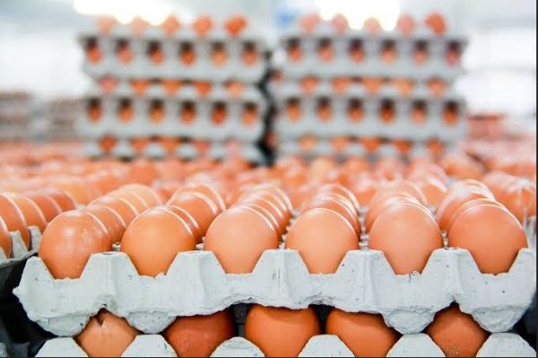 _HrvstApp's tweet image. ‼️SUPPLIER CALL 🎤🔊 We have a standing order for 800 to 1000crates of eggs / week! Please DM us or app 0974760953