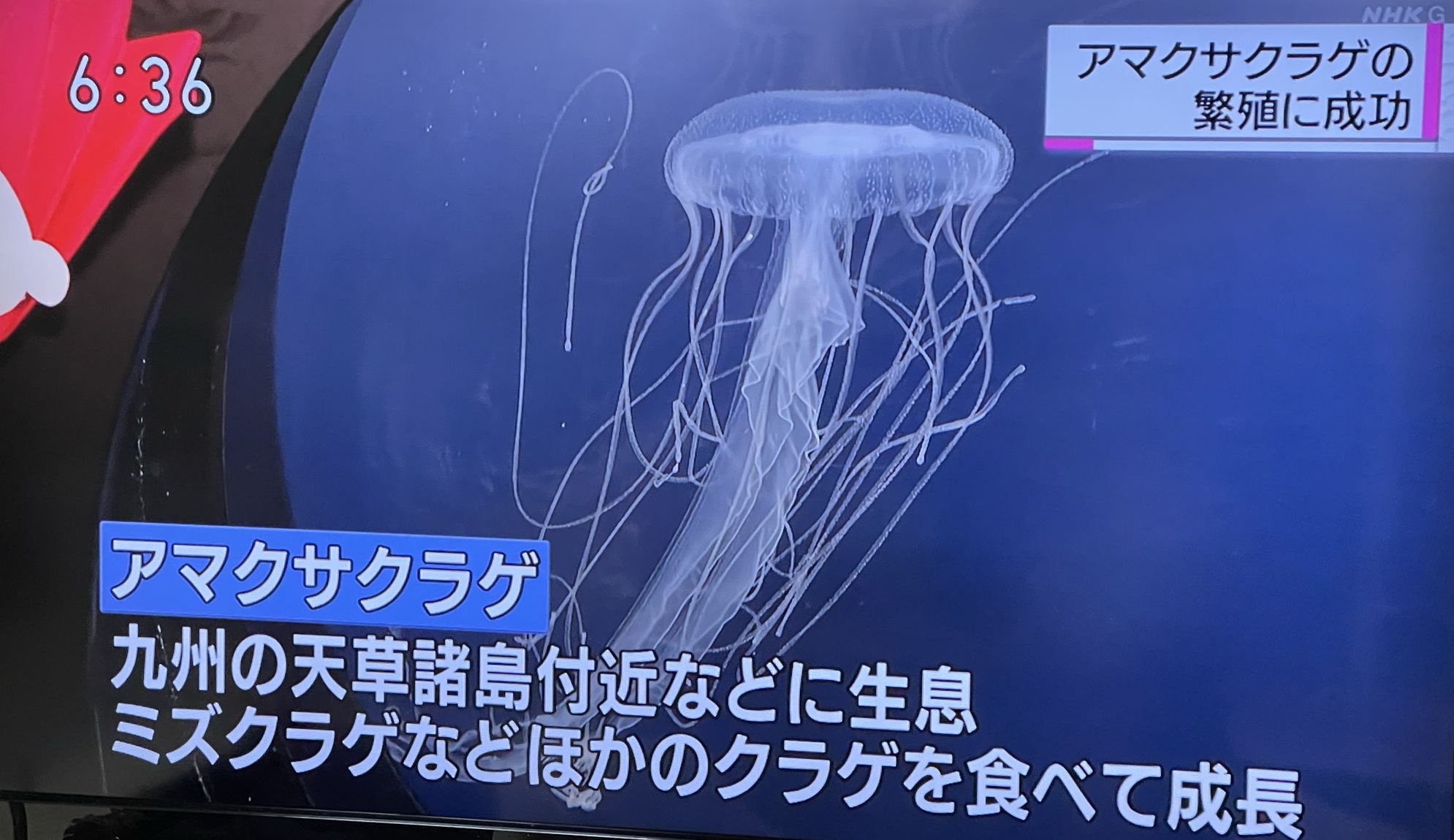 かわいせーざん 基礎研究っておもしろい 生物編 Fun Sci Fun Bio Twitter
