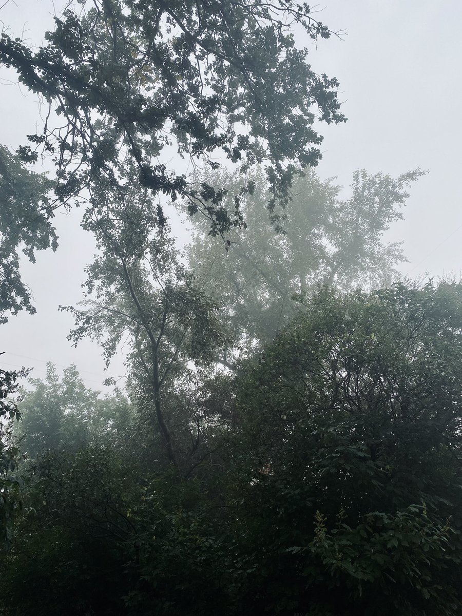 Nature cannot be caught sloppy and half-naked, it is always beautiful. 
                                         Ralph Emerson.   #NaturePhotography #fog #wonderful #wonderfulday #blockchain #treespecies #Tree #foggy #dayone