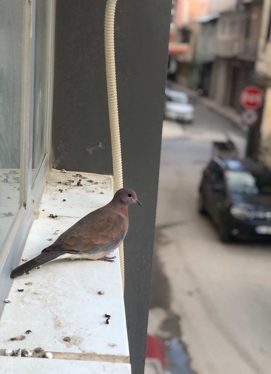 I'm at Tuana Kuaför in DENİZLİ  sarayköy swarmapp.com/c/c8PPWaFkU6H