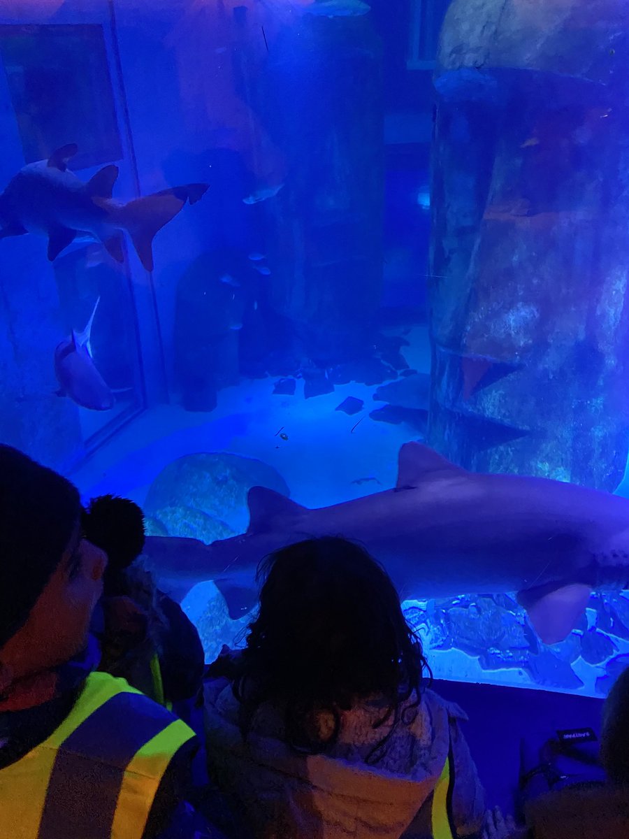 e1_stjoseph's tweet photo. We had such a great trip to @london_aquarium the children were amazing and loved seeing all of the animals that we have been learning about! https://t.co/qegoEPitnP