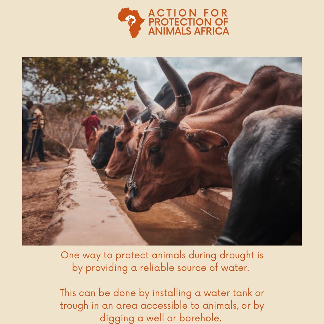 action_apaa's tweet photo. During drought, it's crucial to ensure that all animals have access to clean, fresh water.
It's also important to ensure that the water source is kept clean and free of debris or contaminants.
#AnimalWelfare #AnimalsInDisasters https://t.co/LY0ybQwCl0