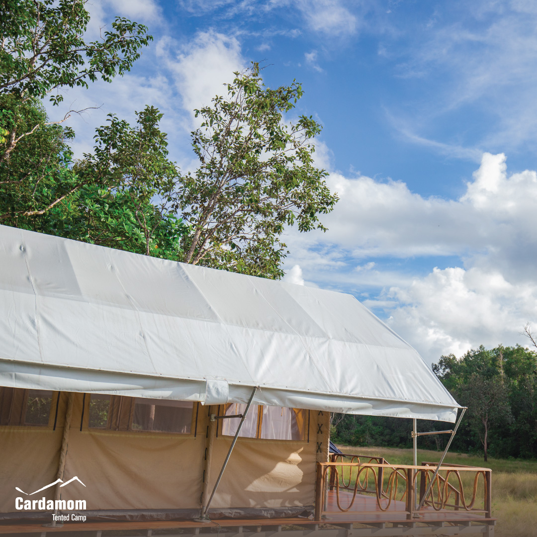 cardamomtent's tweet photo. Our eco-camp in Botum Sakor National Park offers nine comfortable safari-style tents which are environmentally friendly, promotes sustainable tourism.

Book now: https://t.co/aNdI3X6xlf

#CardamomTentedCamp #travel #sustainable #RestarTourism #YourStayKeepstheForestStanding https://t.co/6vwyMLirE0