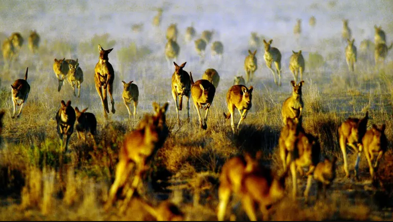 HazelScienceNut's tweet photo. Can the #kangaroo industry help meet the growing global demand for protein?
Find out more from vacation student Serafina Stone next Monday at 10:15am.
#studentsymposium #CSIROag #CSIRO #wildlifemanagement #futureproteinmission https://t.co/hnJRcpObIf
