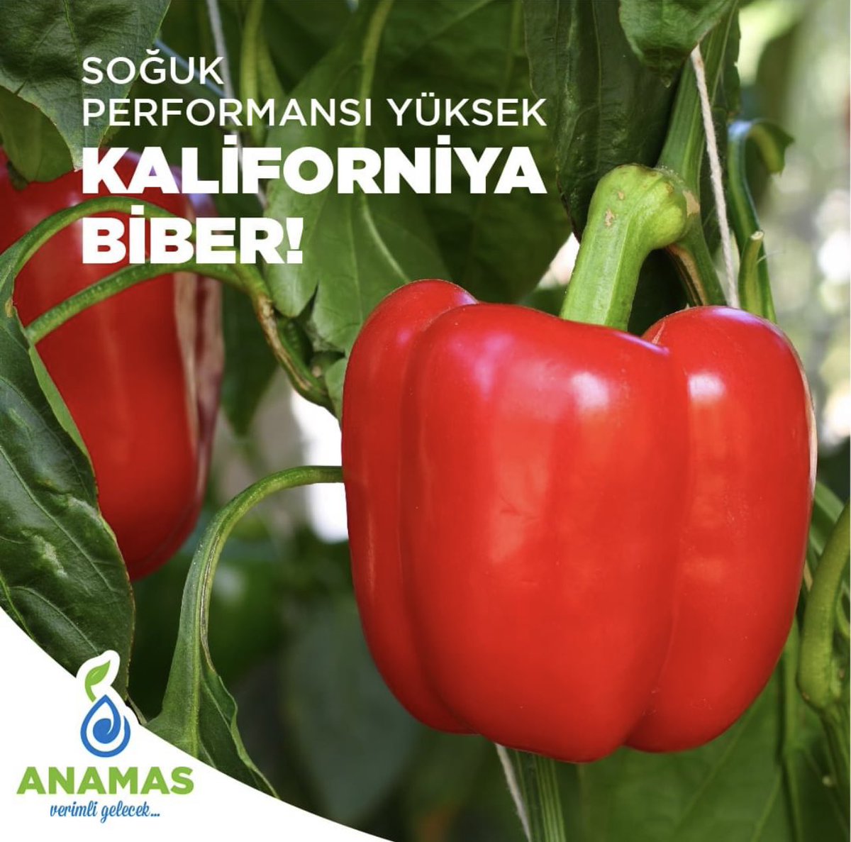 anamastohum's tweet photo. 📌 EKSELANS F1 KALİFORNİYA BİBER
🌱Tek Ekim & Sera
🌱Koyu kırmızı ♥️
🌱Ortalama meyve ağırlığı 200 gr
🌱Soğuk toleransı yuksek☃️
🌱Çatlama yapmaz👍🏼
🦠 TSWV tolerant
#anamas #tohum #hibrit #sebze #biber #kapya #verimli #gelecek #arge #ıslah #hybridvegetableseeds #pepperseeds https://t.co/51nBa1vYmF
