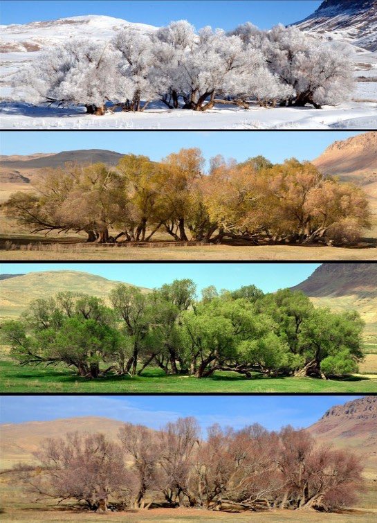 Dört Mevsim Tek Karede