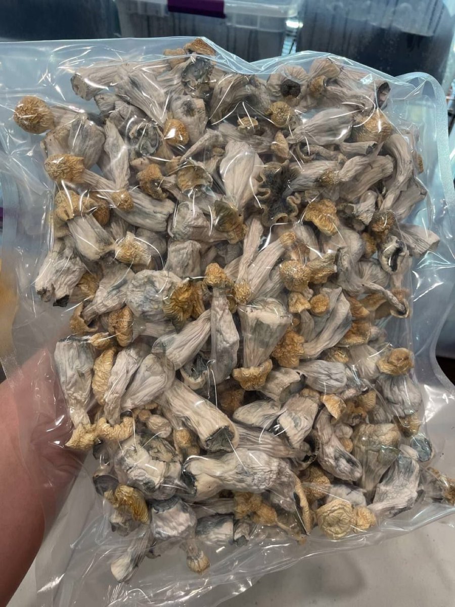 Franckbush6's tweet photo. YETI SHROOMS 🍄 
(Extremely potent 💥) https://t.co/GceRV7qNSE