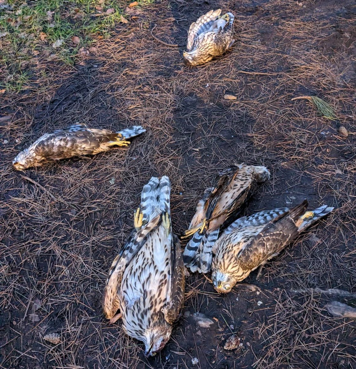FIVE goshawks shot & dumped in King's Forest, Suffolk: police appeal for information. These birds were found on Monday (16 Jan 2023). If you have any info pls contact @RuralPolicingSC Details in blog ⬇️ raptorpersecutionuk.org/2023/01/18/fiv… #Winterwatch #Suffolk