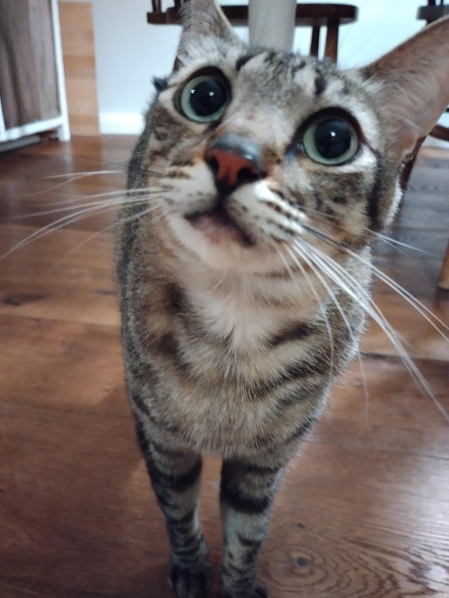 Und? Ihr so? Es gibt wenig herrschaftlicheres als Schnurrhaare, oder? 🥰😻
Happy #WhiskersWednesday! 💚🐾