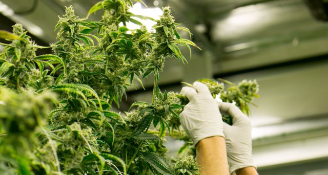 Deutsches Ärzteblatt tweet media