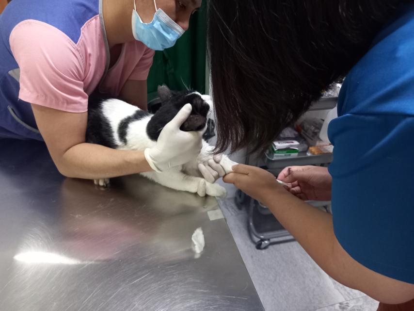 OurPao's tweet photo. PSA: Pao-Pao's Twitter staff here. Currently our daily Schmittizen is sick and confined in Manila Feline Center for dehydration, early signs of acute kidney injury, &amp; feline leukemia. (1/x) https://t.co/8vE7OBKDoC