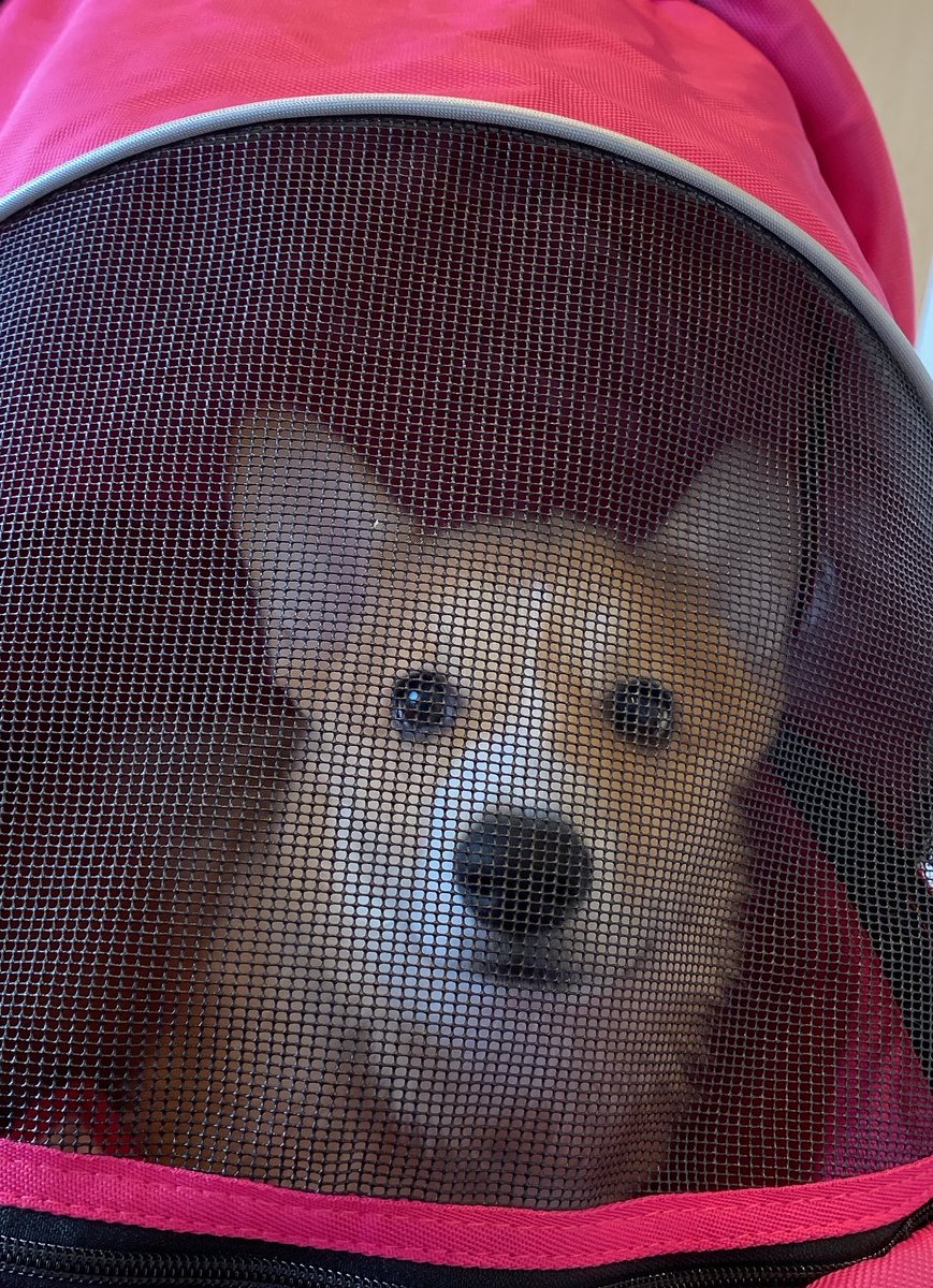 みき👩福🐶翼🐶航🐶 tweet media