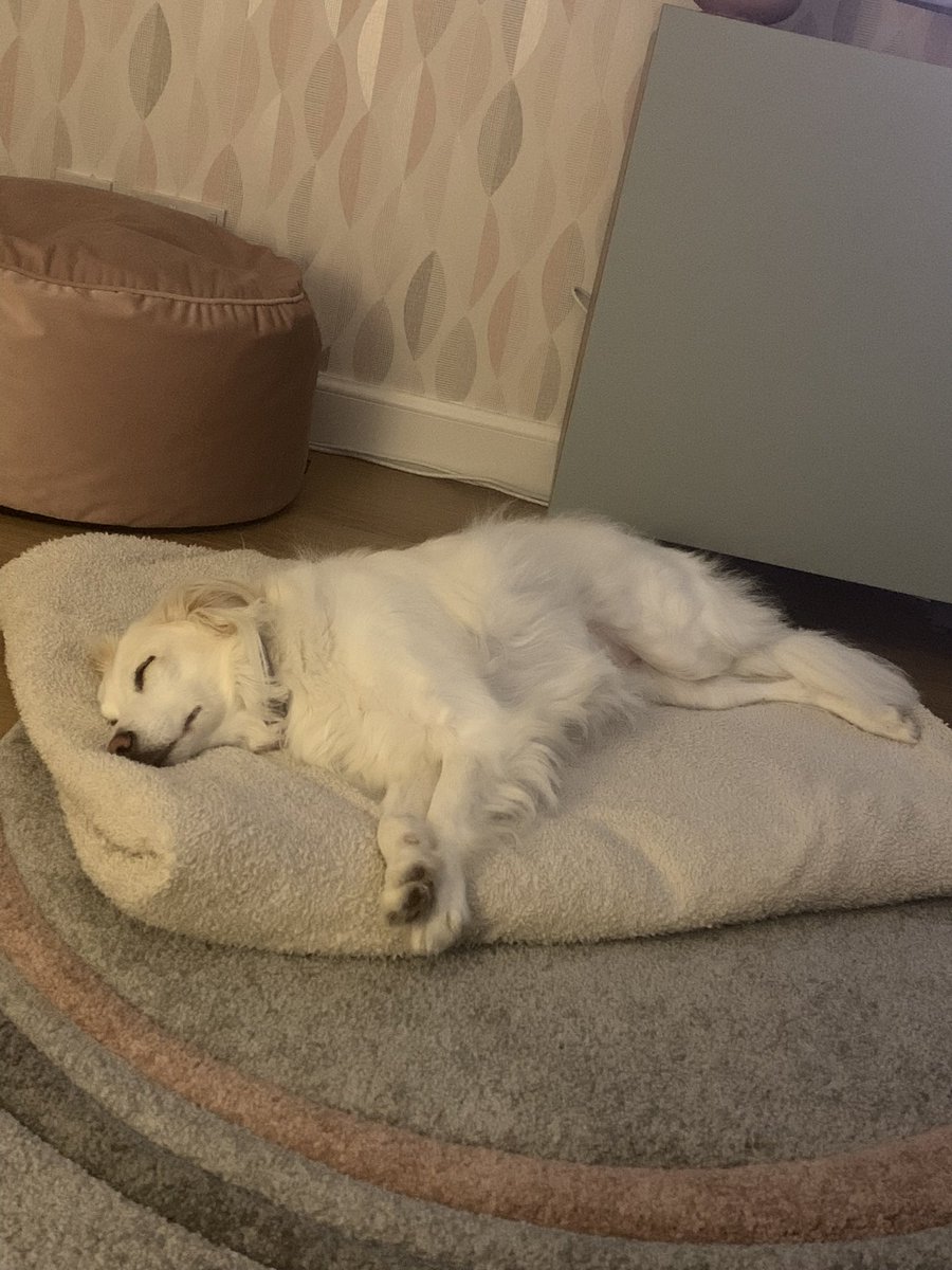 ewancam's tweet photo. @ruskin147 Beau our Romanian rescue is still very nervous on walks, but has settled well in the house. https://t.co/noHt5uM42A