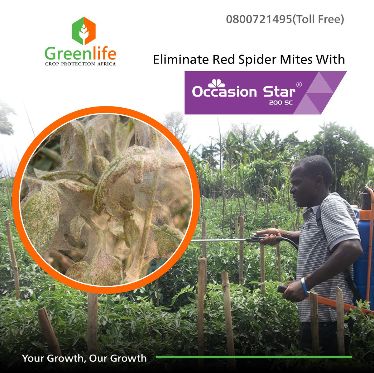 greenlifeagro's tweet image. Occasion Star® 200SC is the best solution for tomatoes&apos; red spider mites problem. Learn more below:

greenlife.co.ke/product/occasi… 

greenlife.co.ke/spider-mites 

#KulimaNiGreenlife #EffectiveControl #RedSpiderMiteFreeTomatoes
#2023NaGreenlife